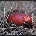 DSC_0007 copie